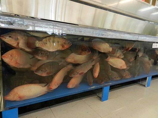 Live fish swimming in the seafood tank