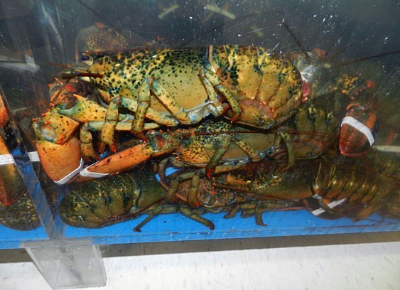 Live lobsters in the tank